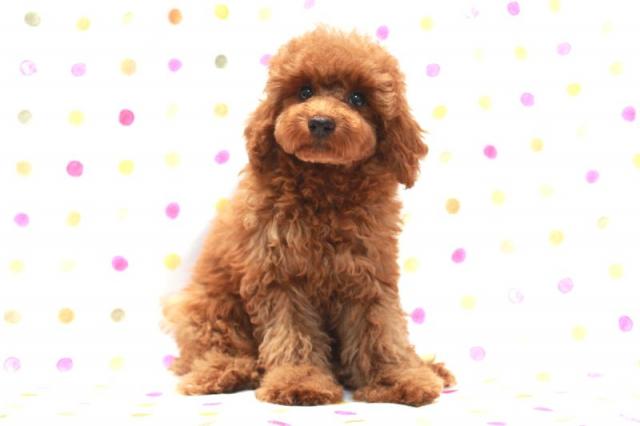 トイプードル