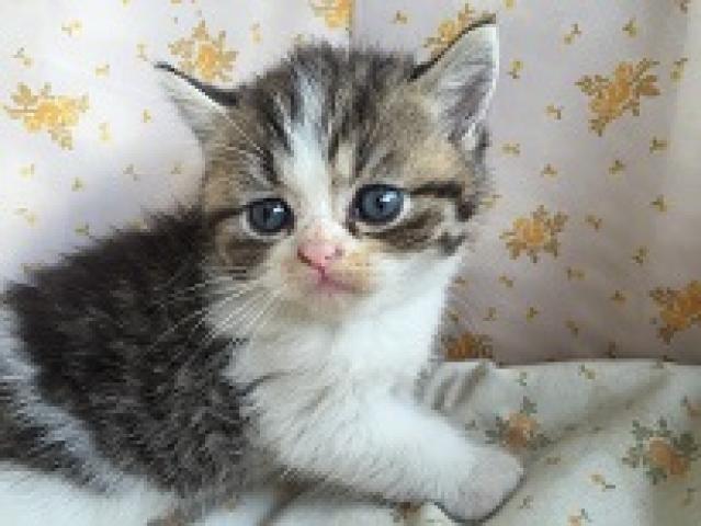 エキゾチックショートヘアー