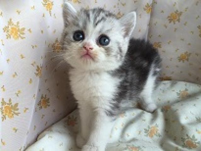 エキゾチックショートヘアー