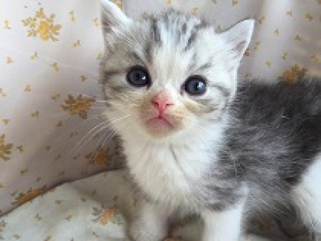 エキゾチックショートヘアー