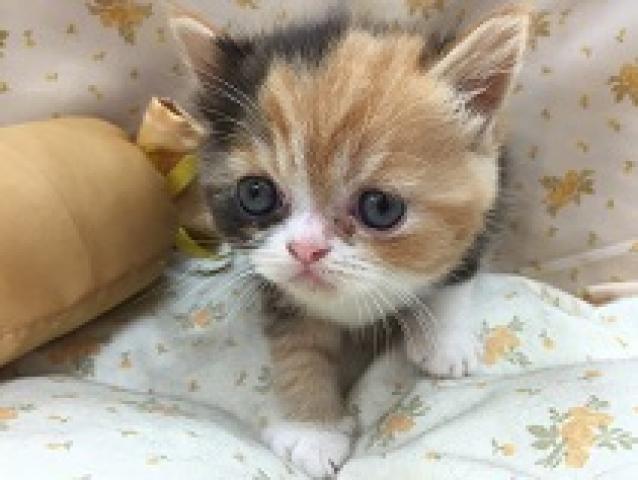 エキゾチックショートヘアー