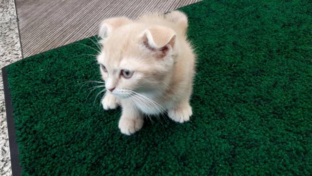 スコティッシュフォールド