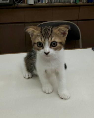 スコティッシュフォールド