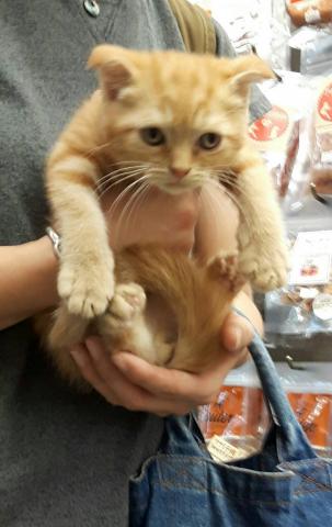 スコティッシュフォールド