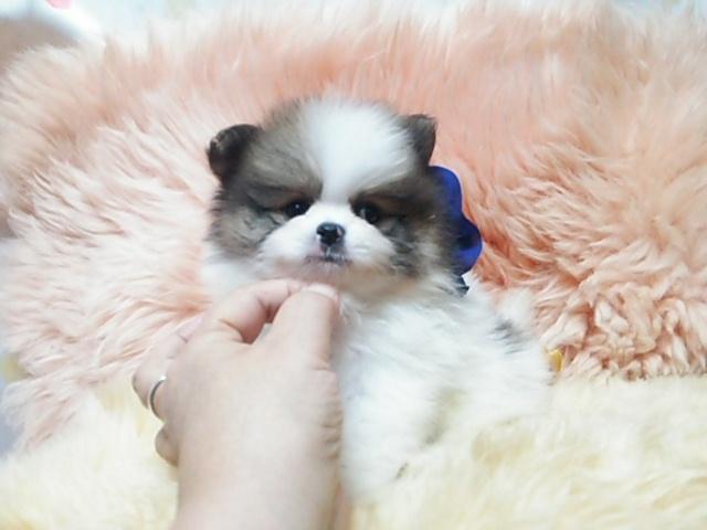 ポメラニアン