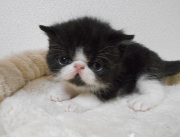 エキゾチックショートヘアー