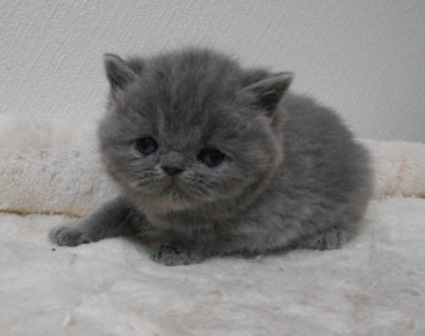 エキゾチックショートヘアー