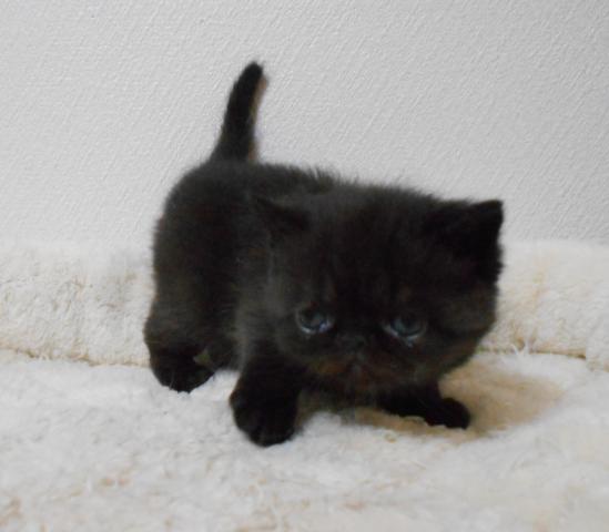 エキゾチックショートヘアー