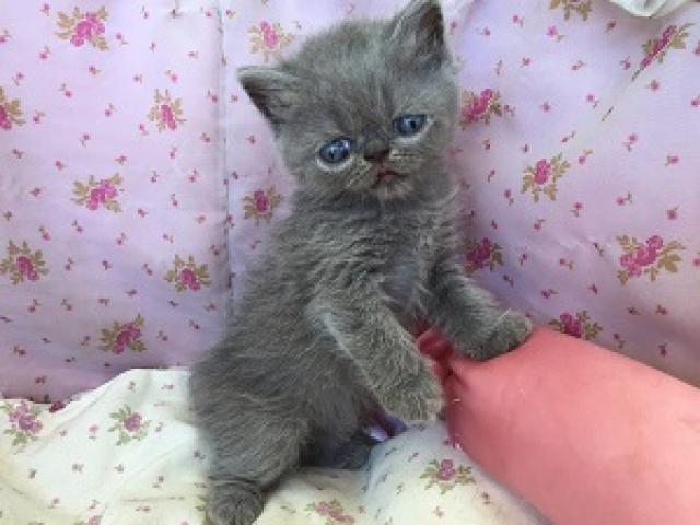 エキゾチックショートヘアー