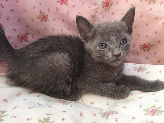 ロシアンブルー