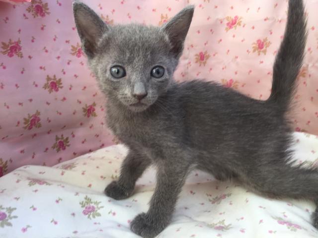 ロシアンブルー