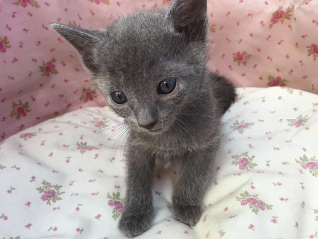 ロシアンブルー