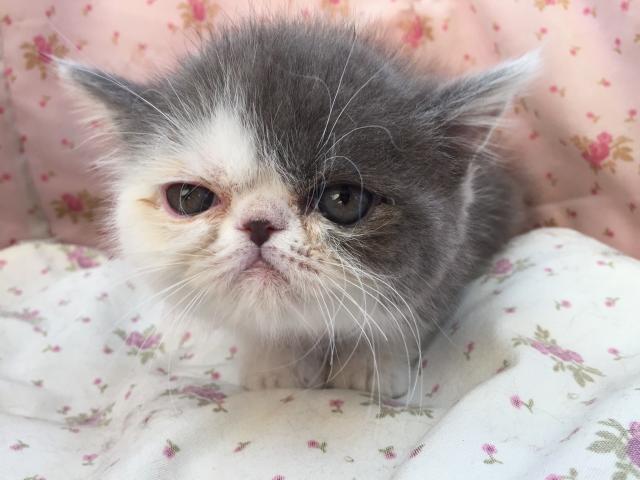 エキゾチックショートヘアー