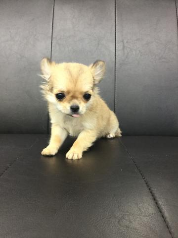 チワワ(ロングコート)