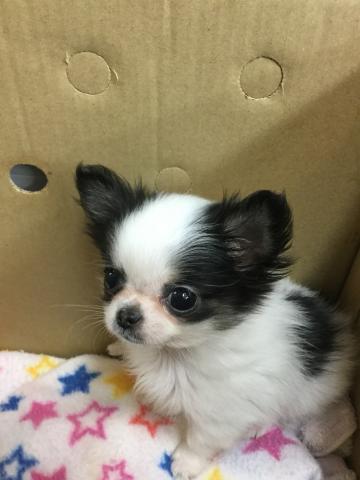 チワワ(ロングコート)