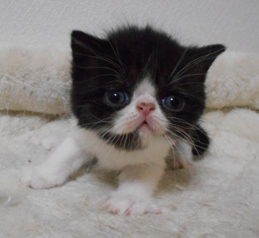 エキゾチックショートヘアー