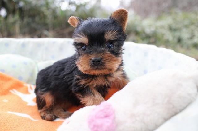 ヨークシャーテリア