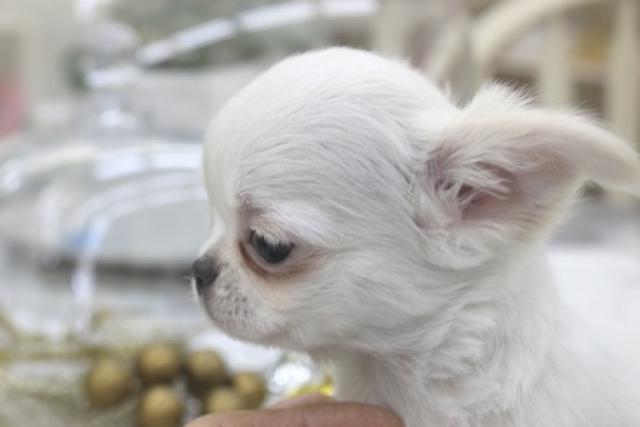 チワワ（ロングコート）