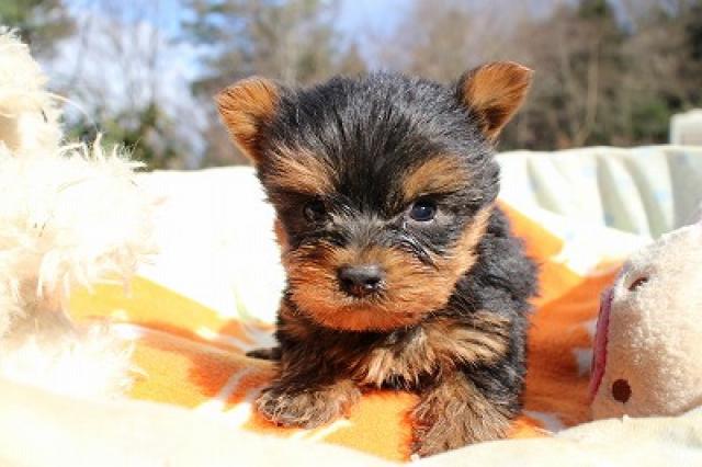 ヨークシャーテリア