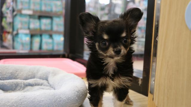 チワワ(ロングコート)