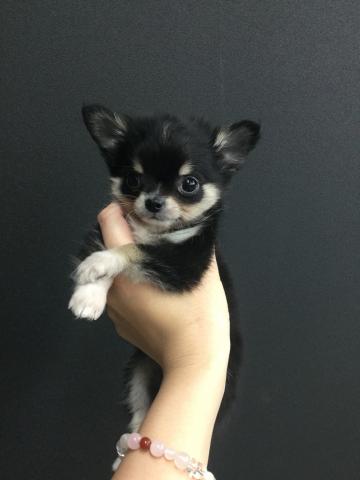 チワワ(ロングコート)