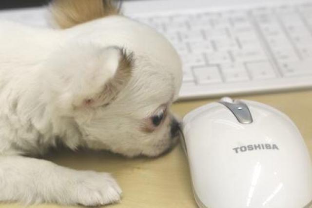 チワワ(ロングコート)