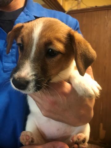 ジャックラッセルテリア