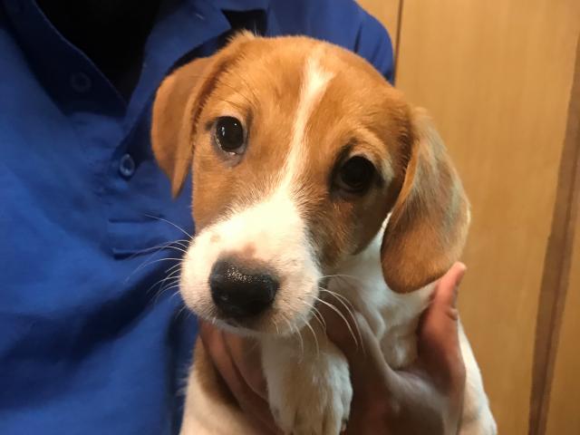 ジャックラッセルテリア