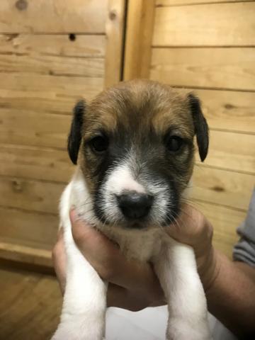 ジャックラッセルテリア