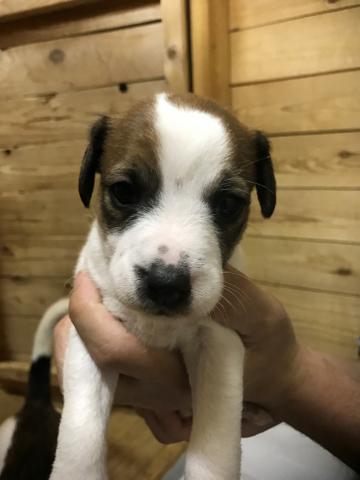 ジャックラッセルテリア