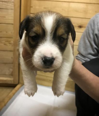 ジャックラッセルテリア