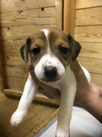 ジャックラッセルテリア