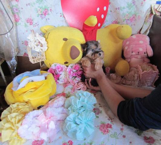 ヨークシャーテリア