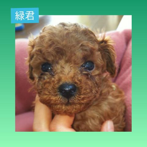 トイプードル