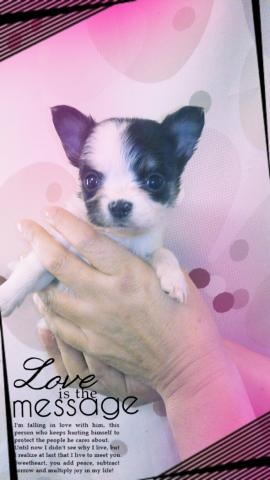 チワワ（ロングコート）