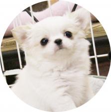 PETSHOP MERRILY