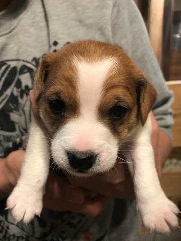 ジャックラッセルテリア