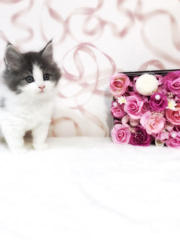 ノルウェージャンフォレストキャット