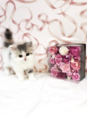 スコティッシュフォールド