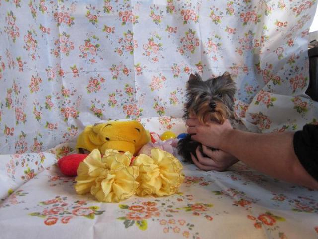 ヨークシャーテリア