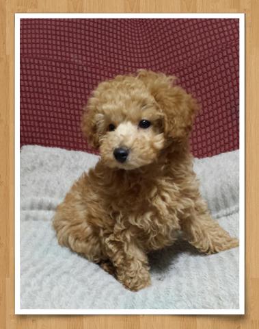 トイプードル