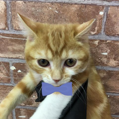 スコティッシュフォールド