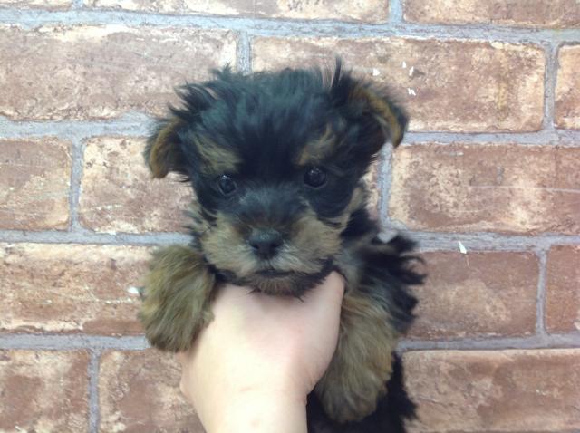 ヨークシャーテリア