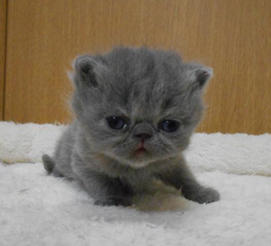 エキゾチックショートヘアー