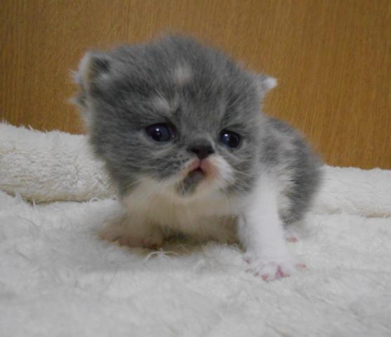 エキゾチックショートヘアー