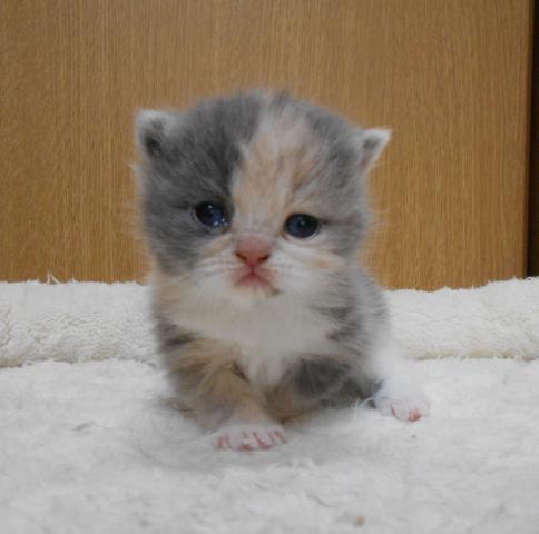 エキゾチックショートヘアー