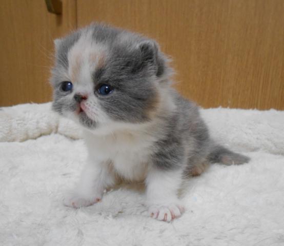 エキゾチックショートヘアー