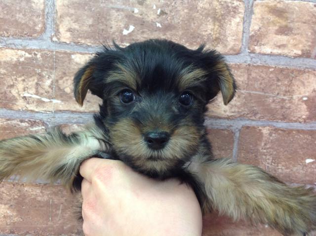 ヨークシャーテリア