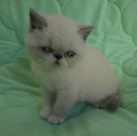 エキゾチックショートヘアー