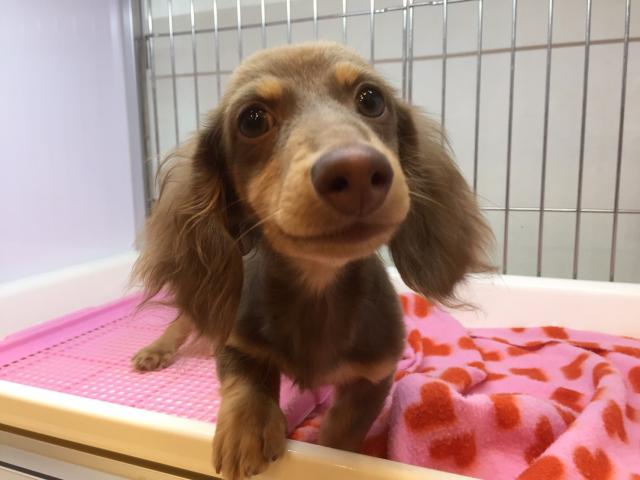 ミニチュアダックスフンド